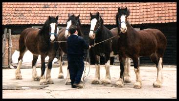 Shire Horses in Williamston